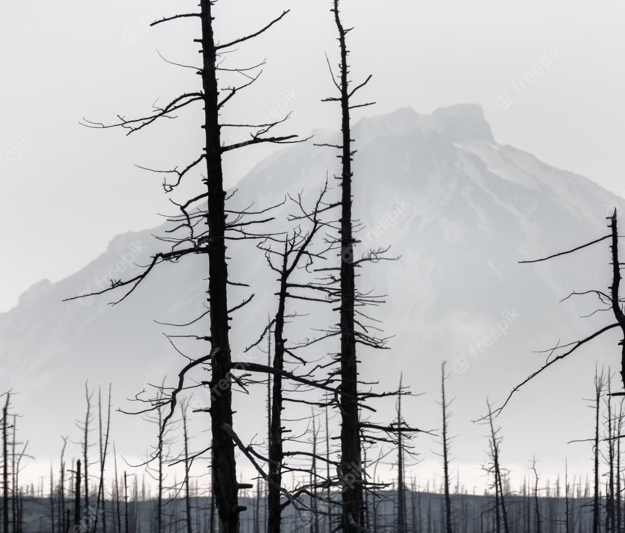 Мертвый лес