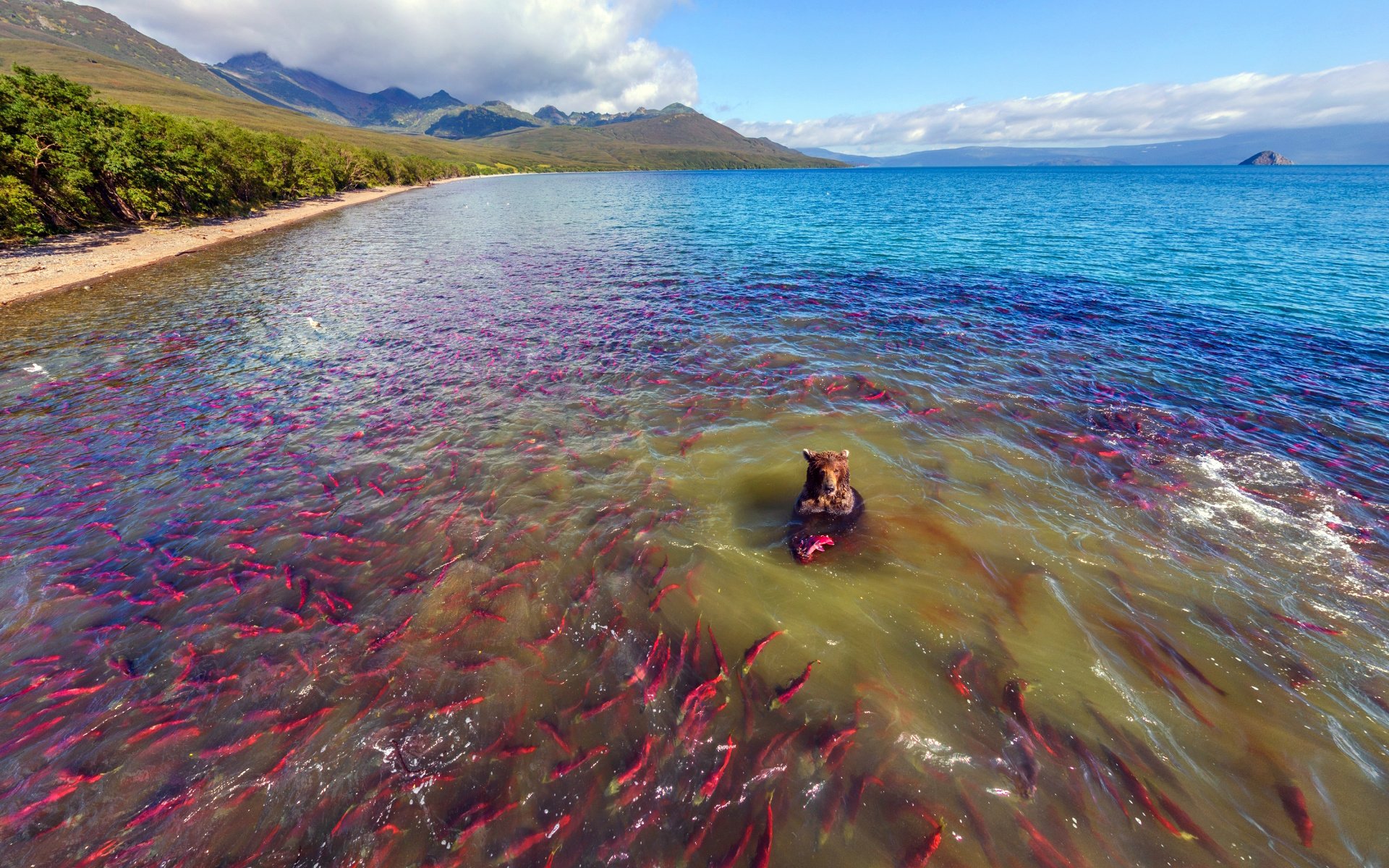 Медвежья рыбалка