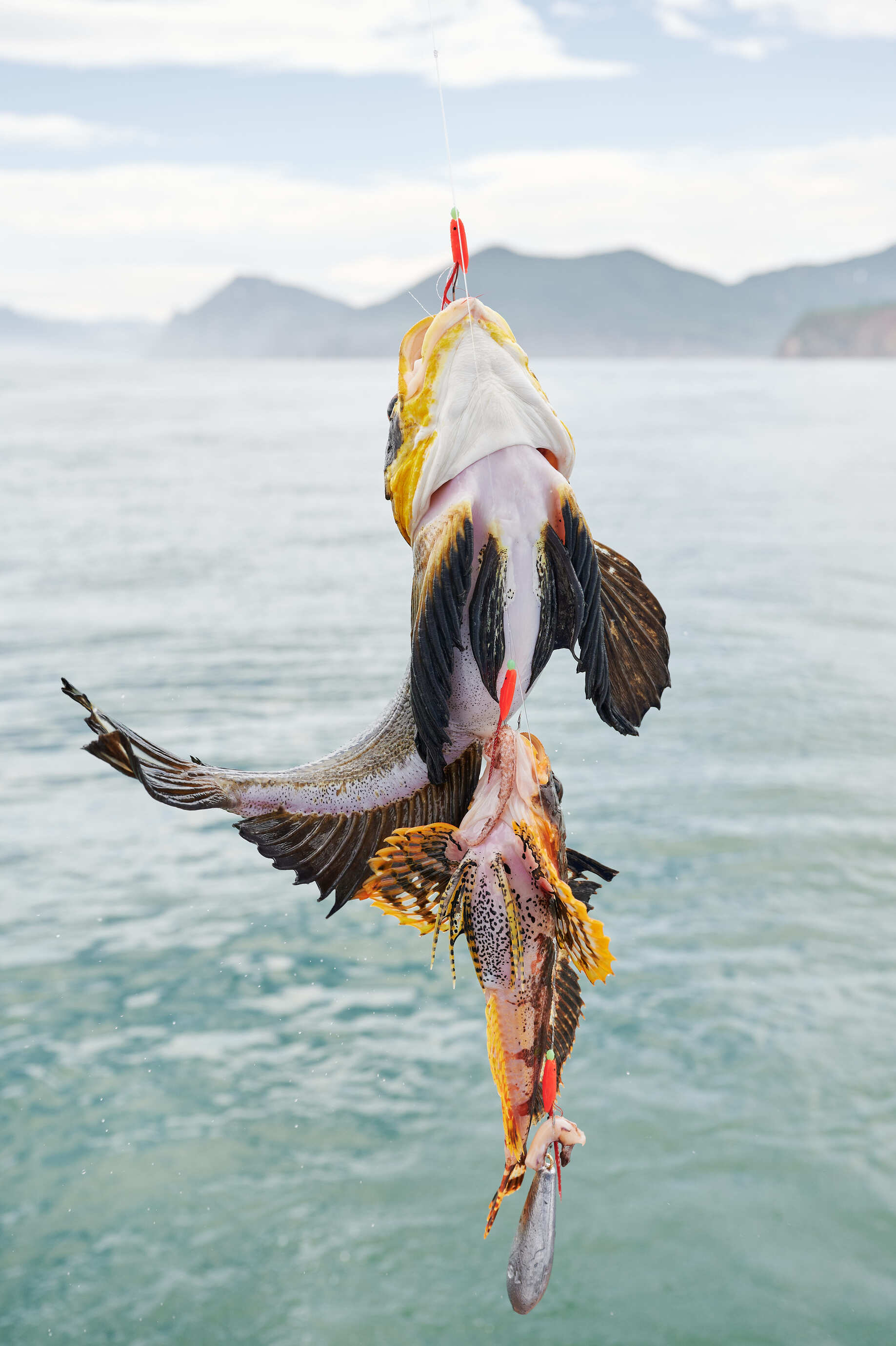 Удивительная рыба местных вод